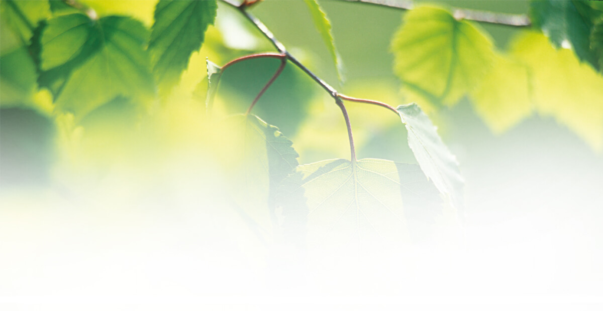 ingredientes_aceite_abedul_para_celulitis